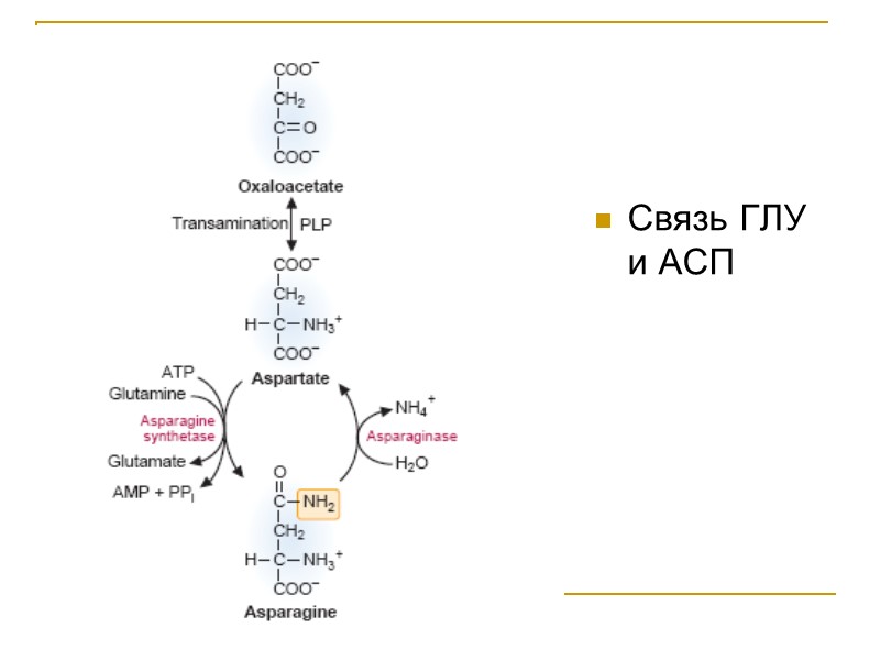 Связь ГЛУ и АСП